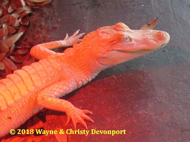 Albino Alligator