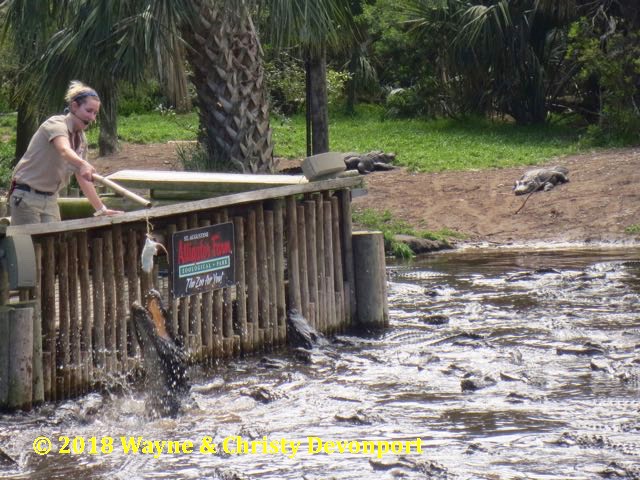 Alligator feeding frenzy