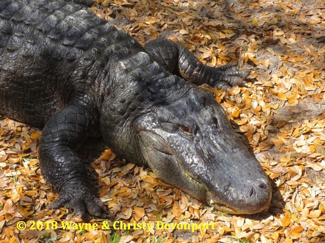 Alligator on leaves