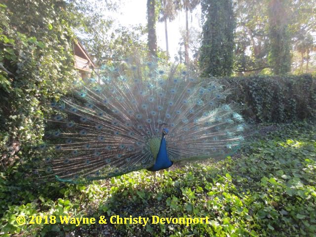 Fountain of Youth Peacock