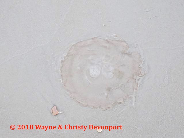 Jellyfish on the beach