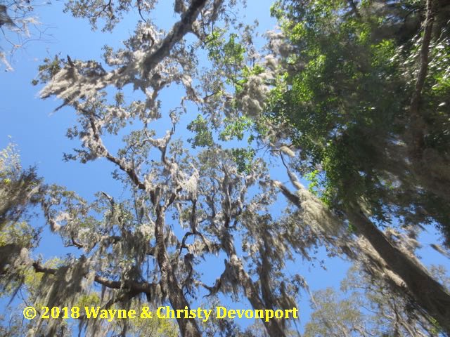 Looking up at Spanish moss